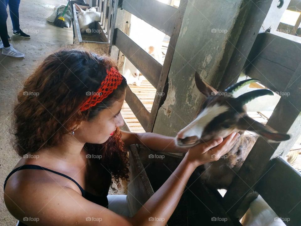 amor aos animais, caprino