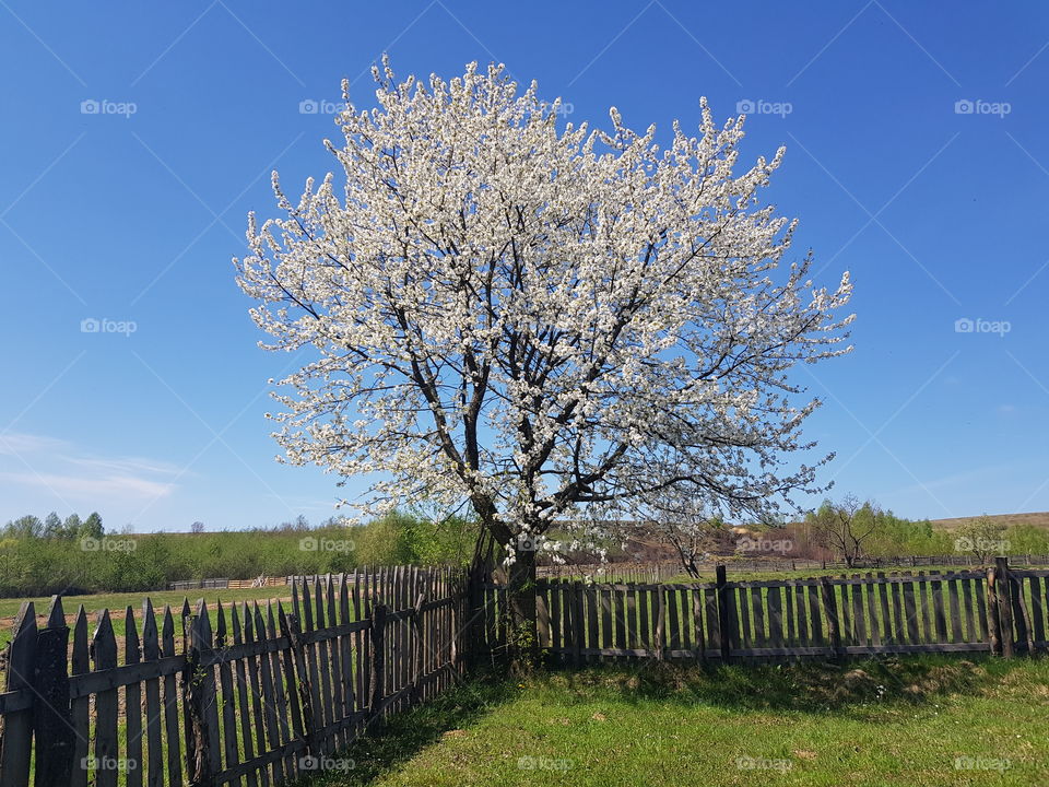 This is a full flourish cherry tree I have in my back garden , the photo was taken in spring and it captures the beauty of the season where everything comes to life.