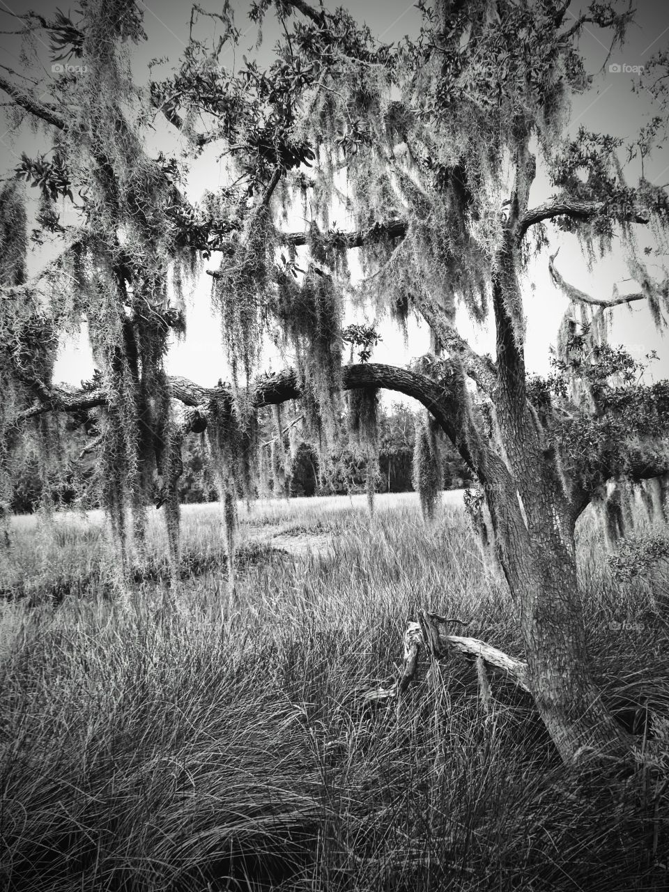 beautiful, old tree covered in Spanish moss