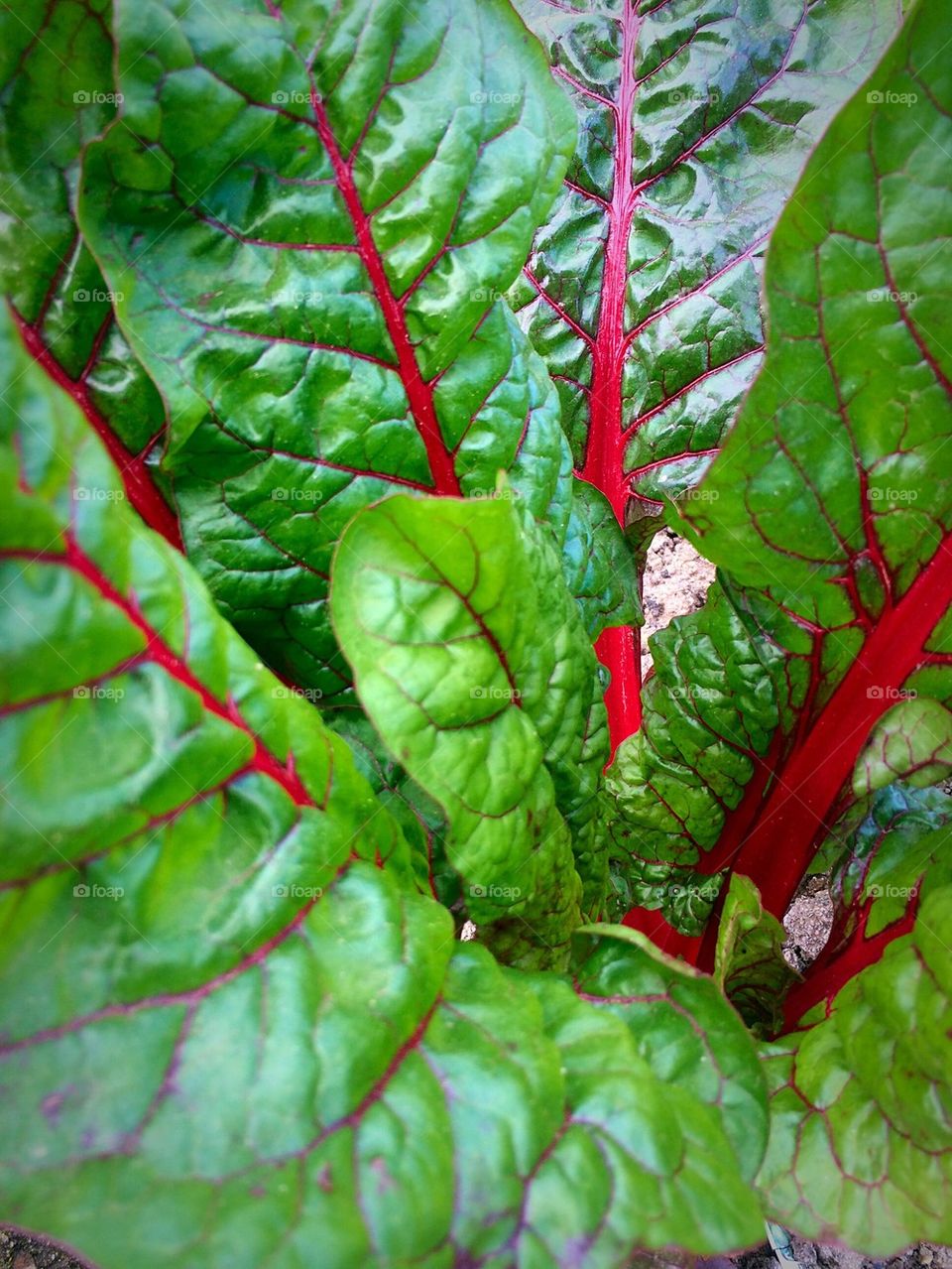 Chard