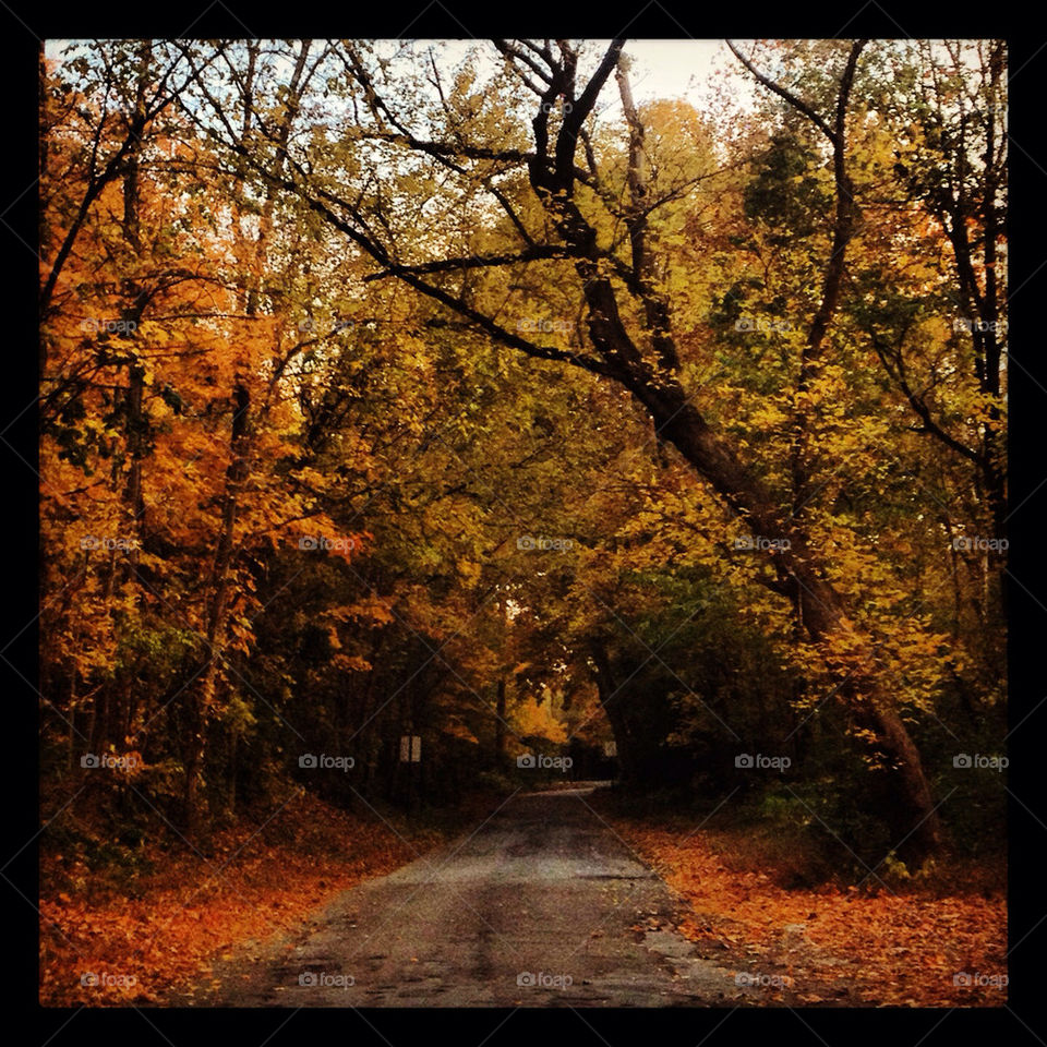 trees leaves road fall by alicia77826