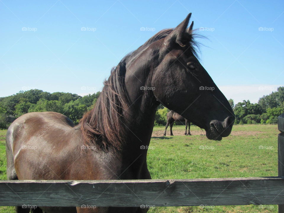 Holland Horses