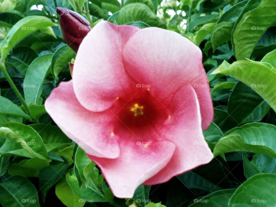 Rose flower on close