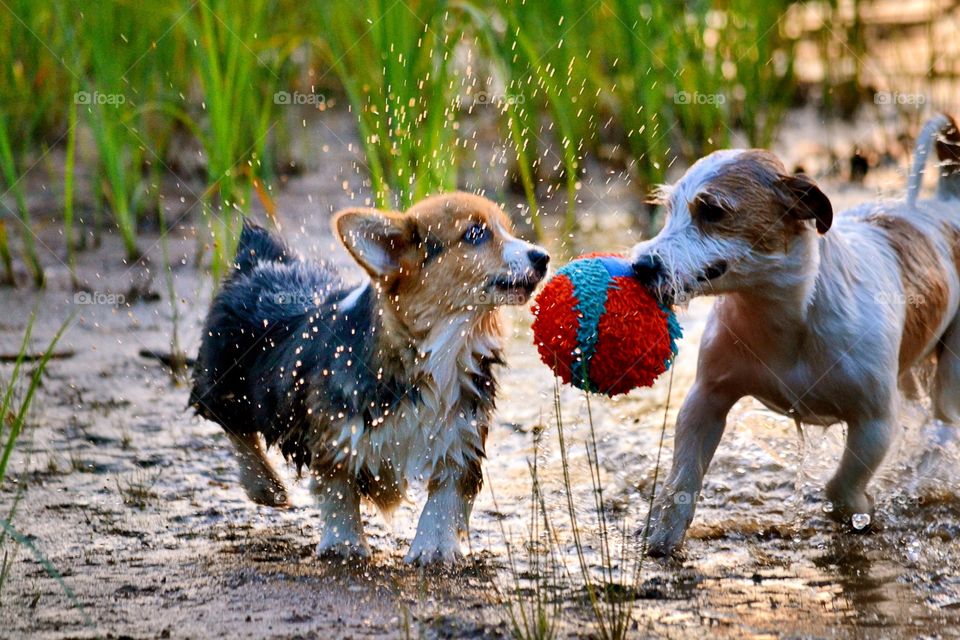 Two dogs playing in mud