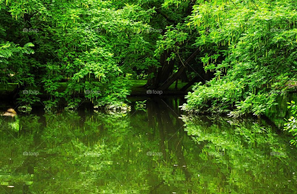 trees reflection in oliwa park in gdansk, poland