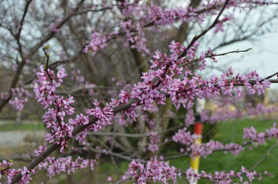 flower jasmine color