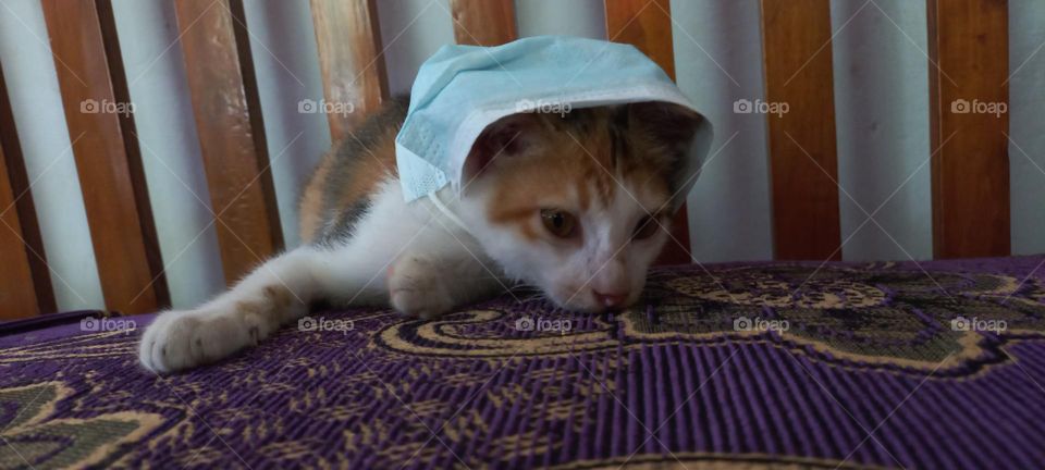 Kitten wearing a mask on a sofa