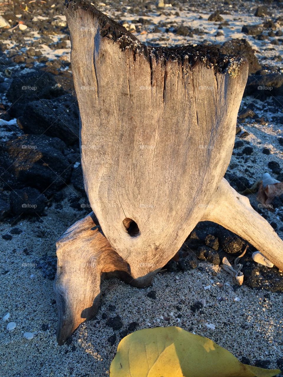 Driftwood