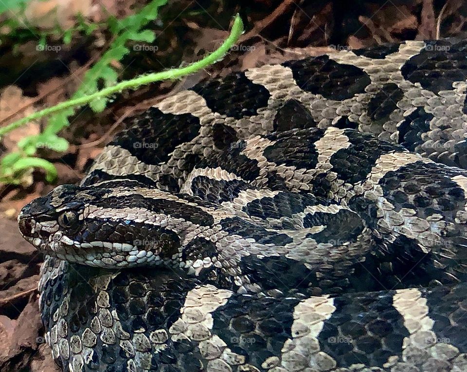 A rattlesnake—taken in Chicago, Illinois 