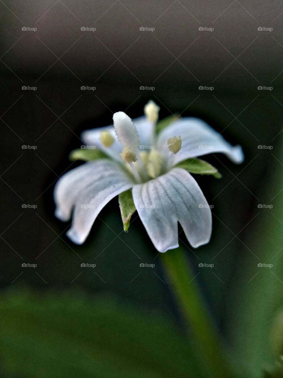 micro flower