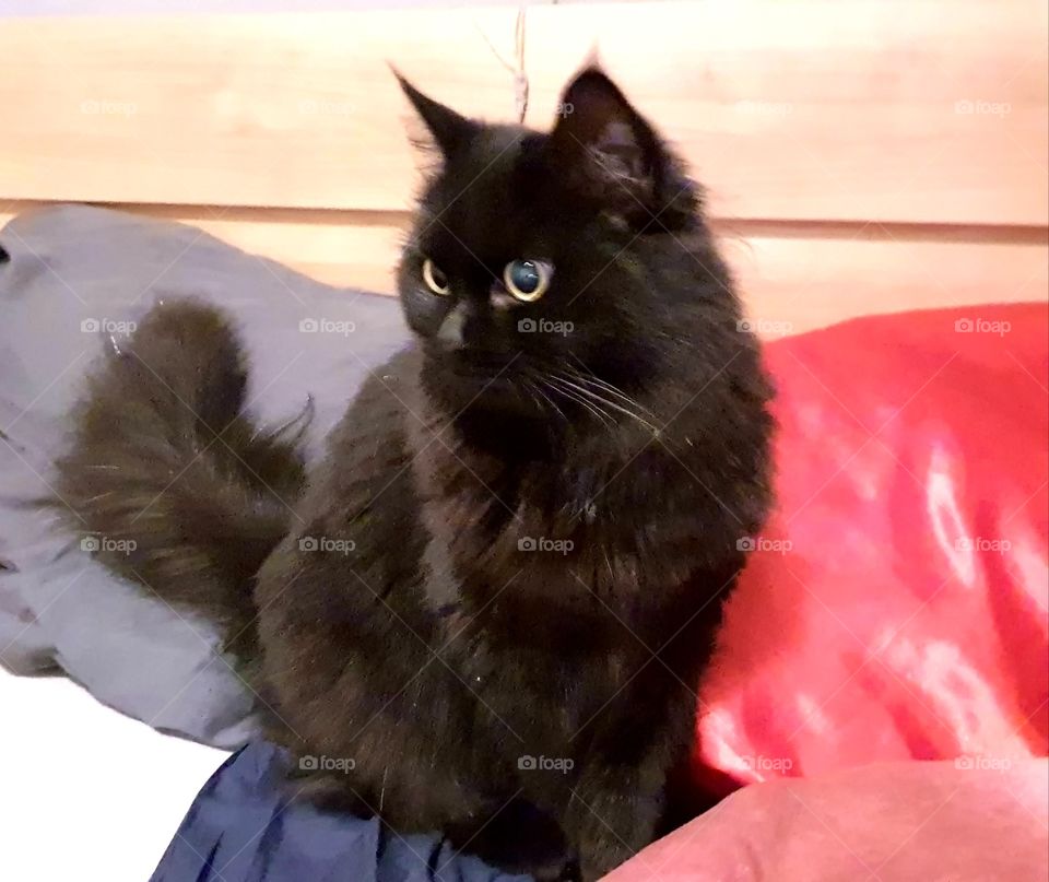 Xena is sitting on the bed