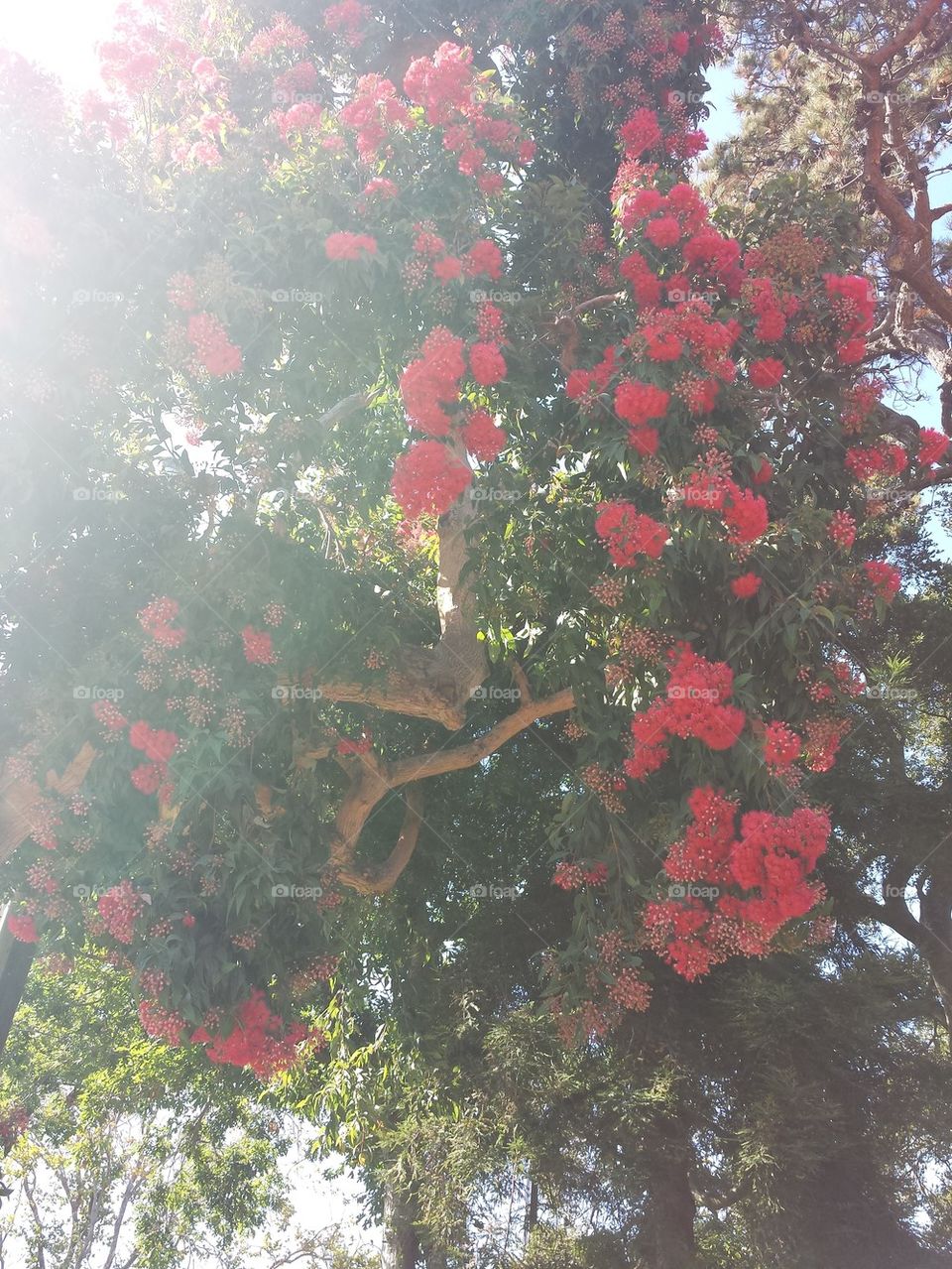 Red Flowered Tree