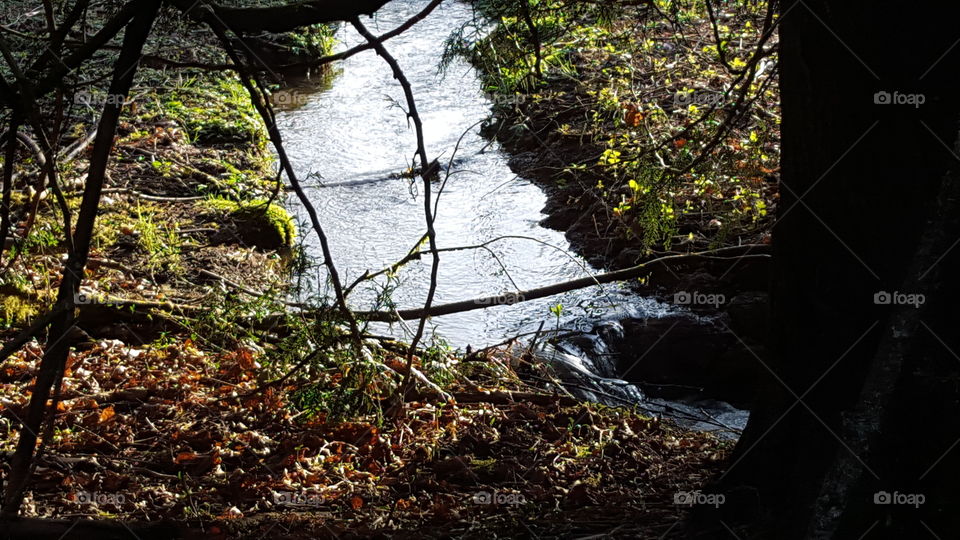 creek through the trees