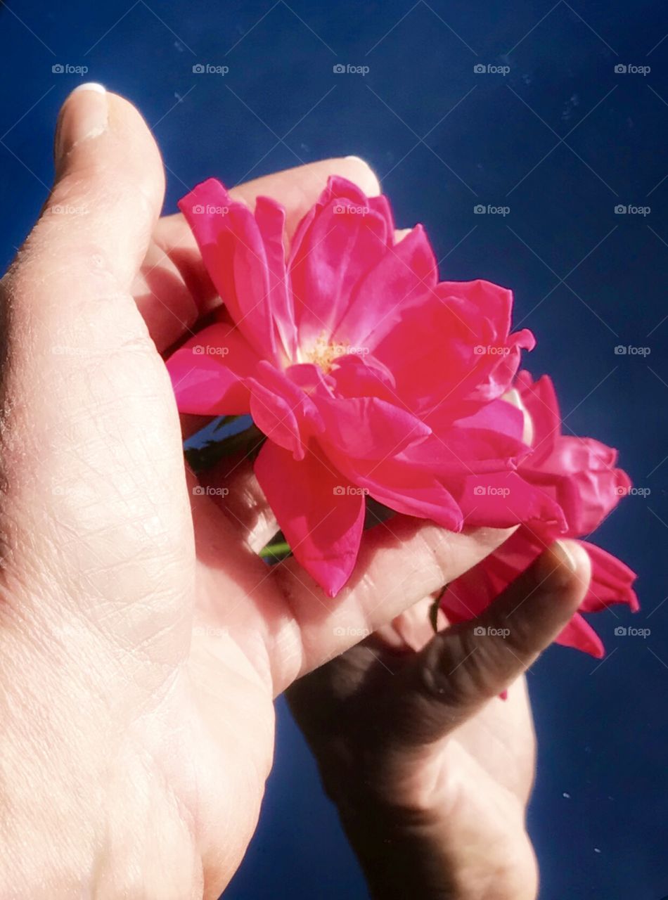 Roses For You My Friend 