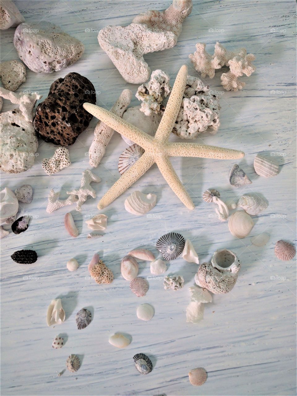 Sea Shells & Star Fish