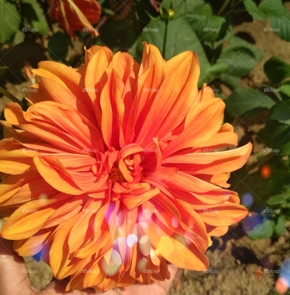 Beautiful Orange flower.
Flower with Light Effect.
Yellow and Orange Flower.
Beautiful Flower.