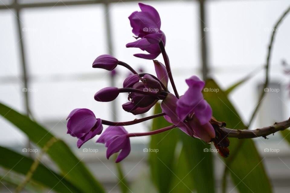 Purple orchid bud