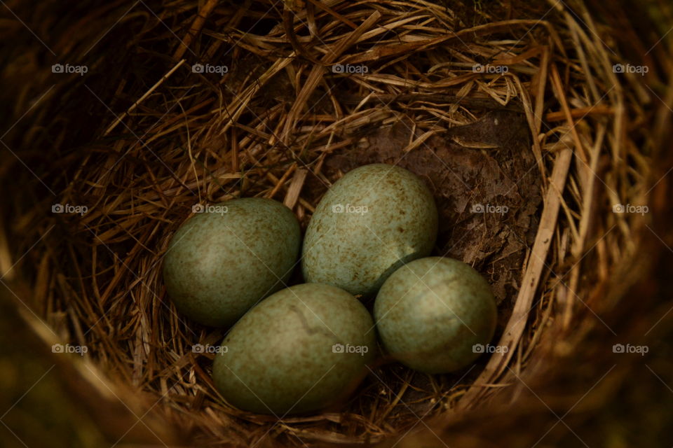 Blackbird eggs in nest