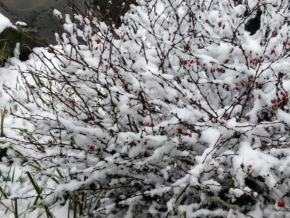 snowy shrub