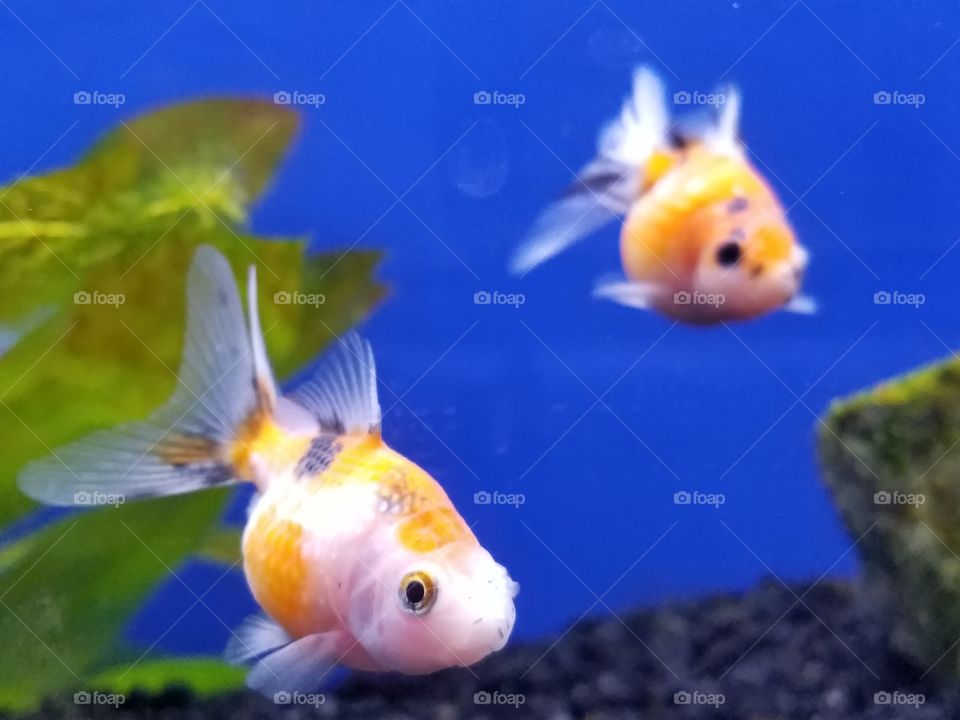 tricolor goldfish