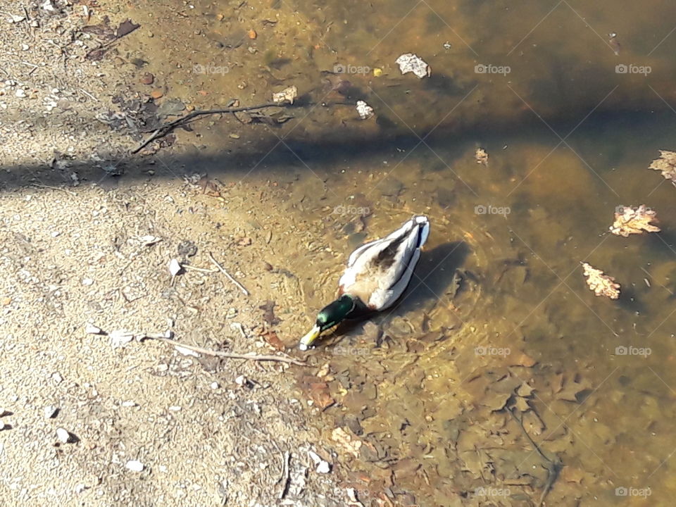 park spring time sun sunny colors colorful nature wild plants flowers amazing stunning cool nice weather hot lovely sky forest grass view splendid