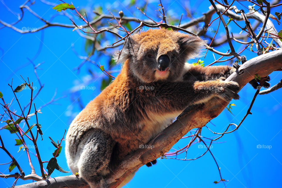 Koala on tree branch