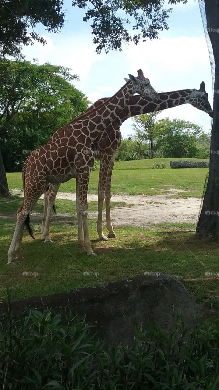 Giraffes having a snack
