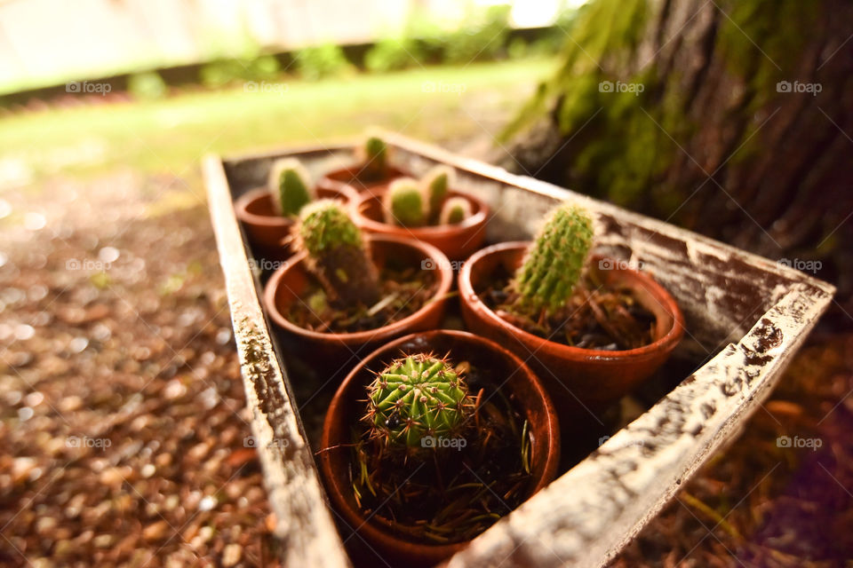 cactus plants in pots