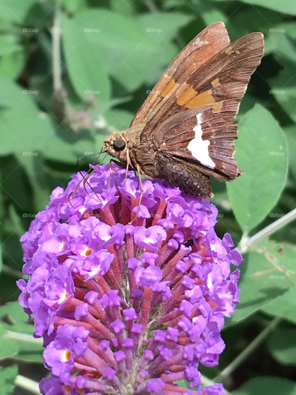 Sphinx Moth on Purple Butterfly Bush💜