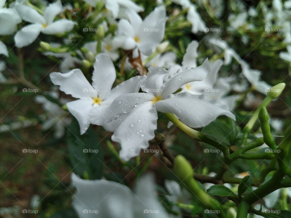 white flora