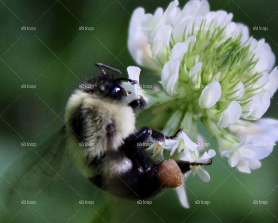 Pockets Full of Pollen