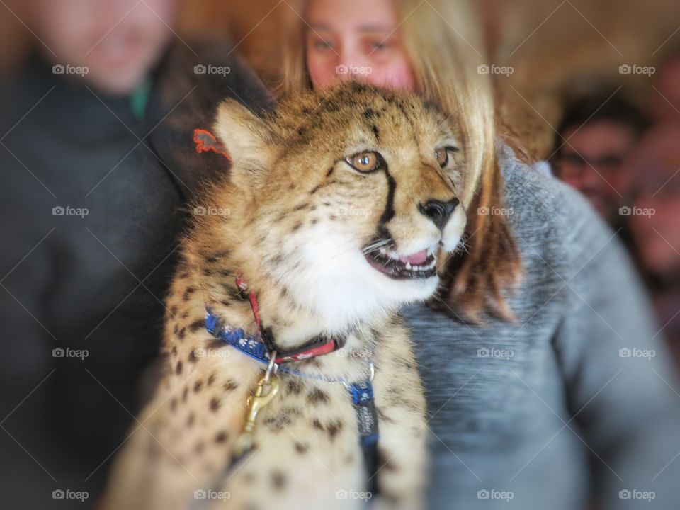 Nature class with young male cheetahs Parc Safari Hemmingford Québec 