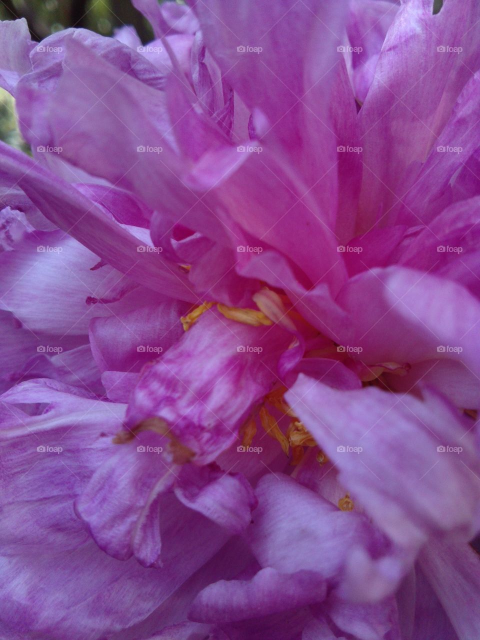 Peony. joy of nature