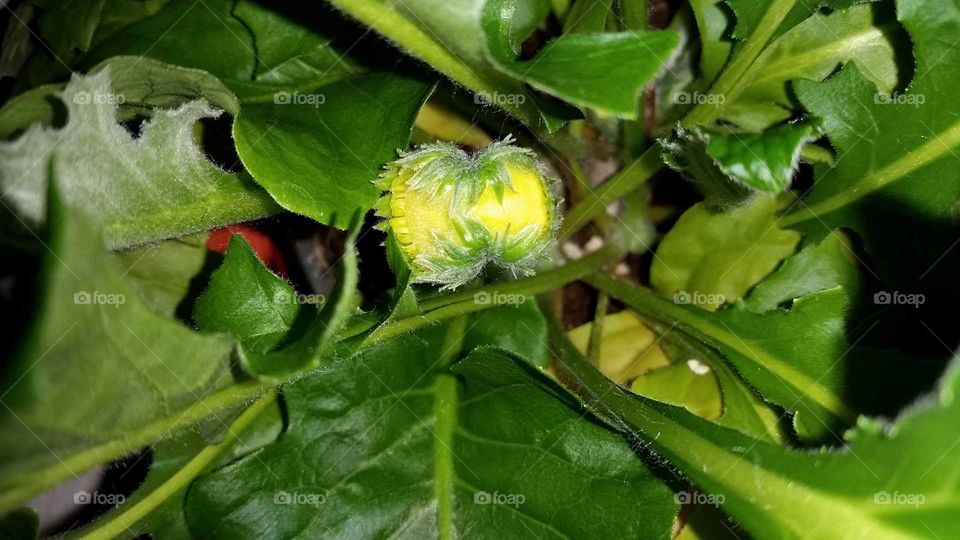 Siamese Twins Conjoined Yellow Flower