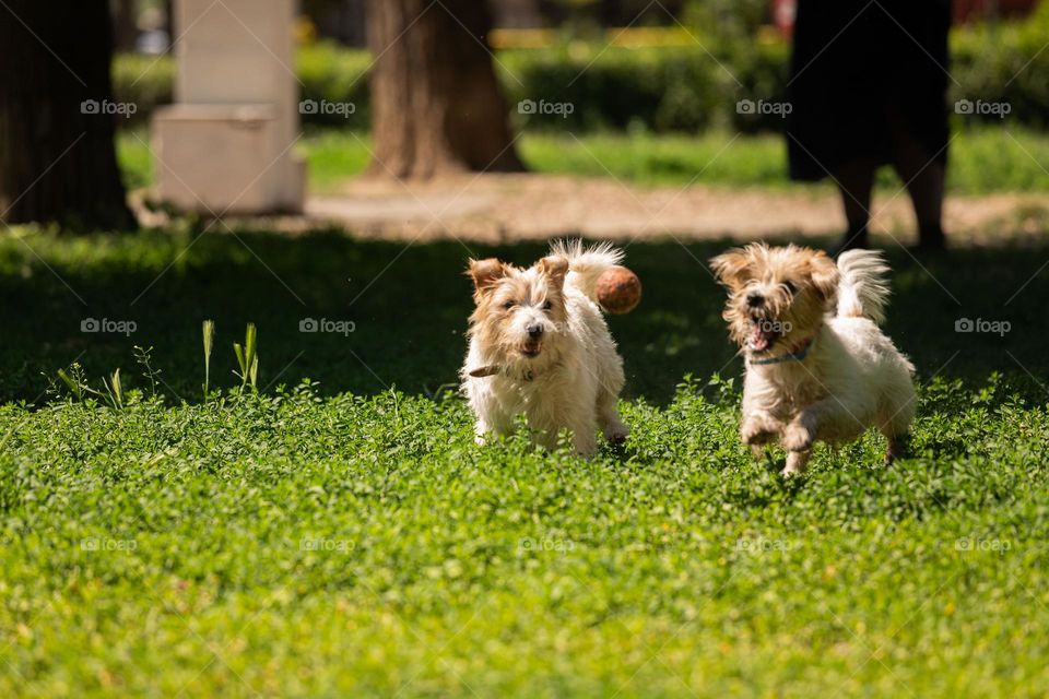 Puppies playing with the ball