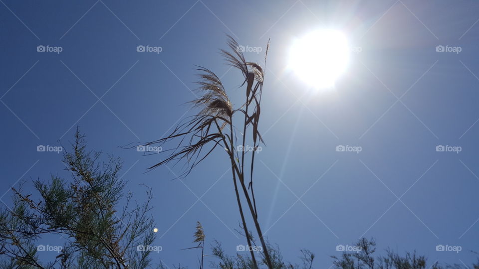 Reeds  And The Sun with an orb at bottom left corner