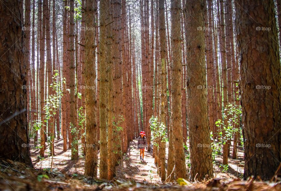 In the pine forest