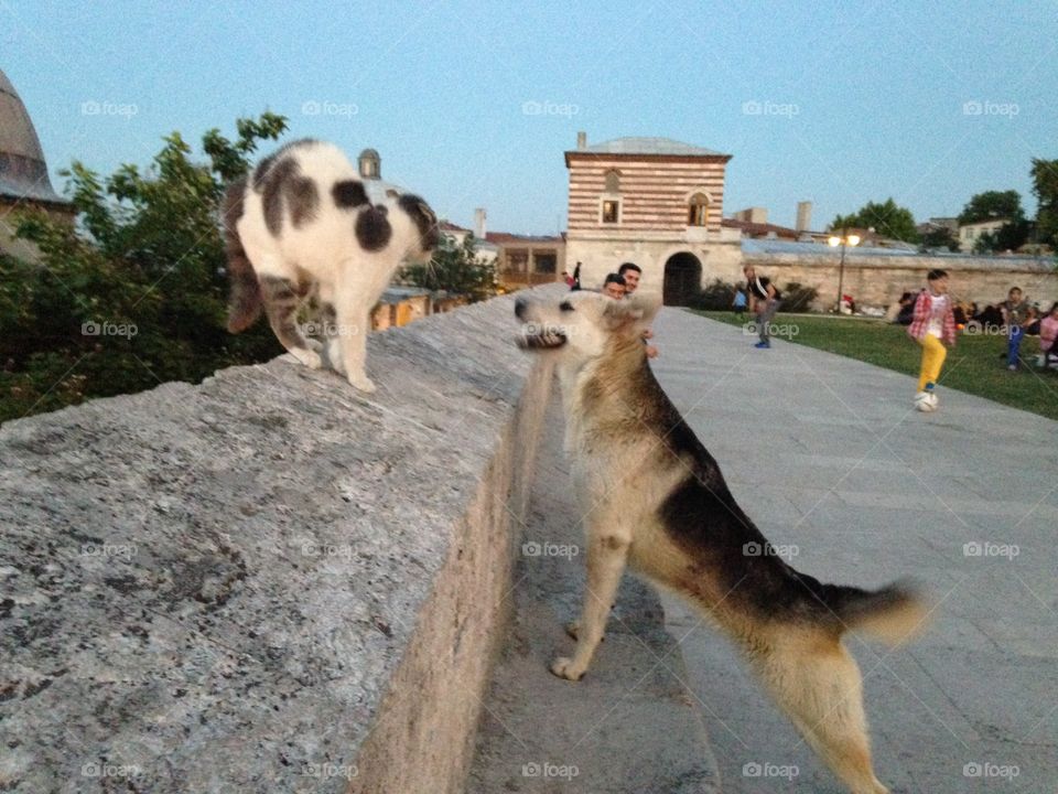 Mammal, Dog, Two, Canine, Outdoors