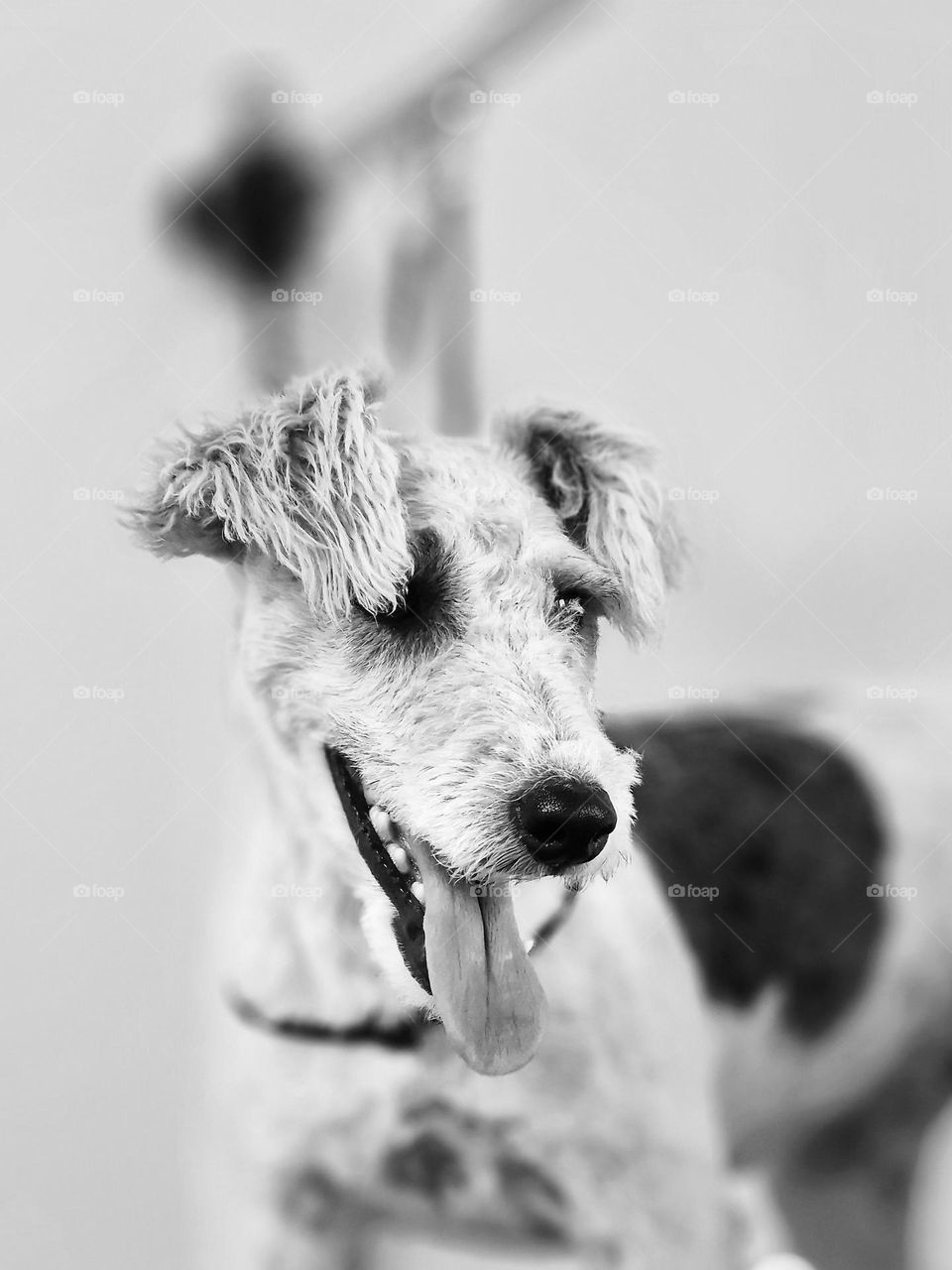 dog in b&w