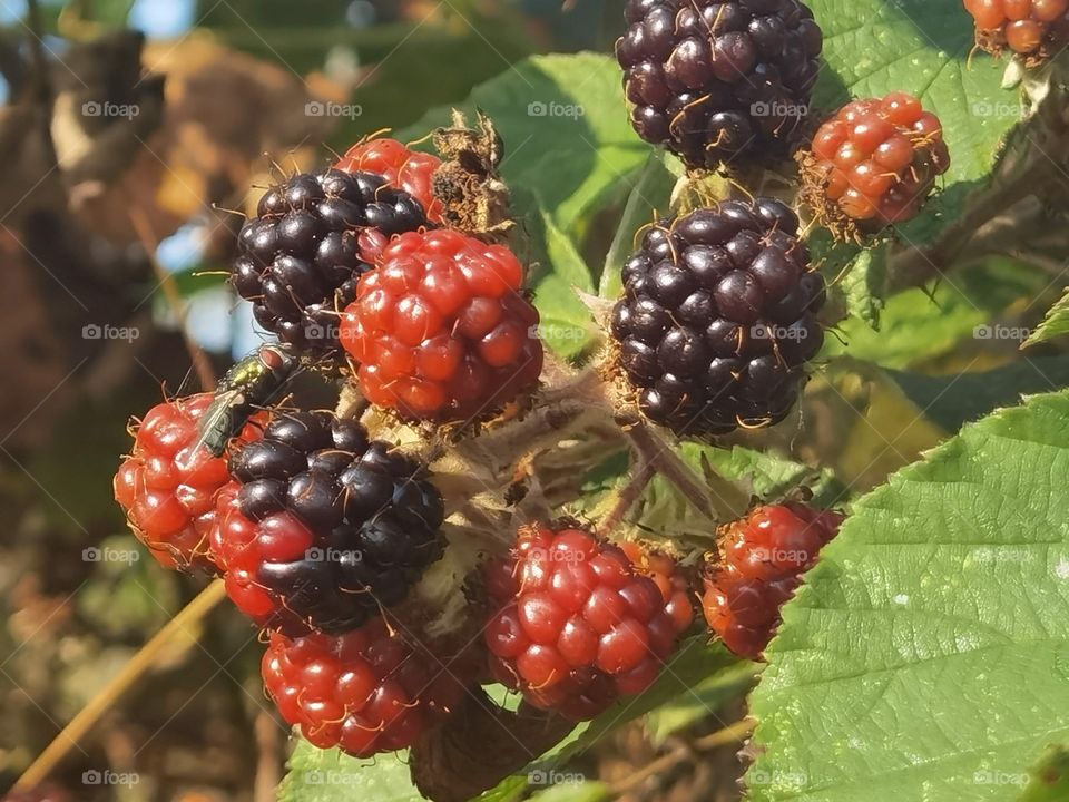 blackberry bunches