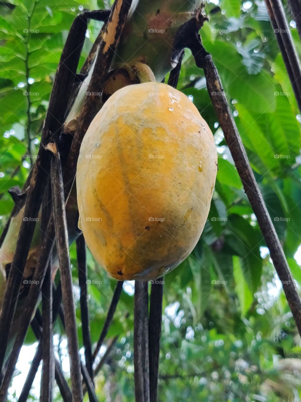 small ripe papaya hanging on tree