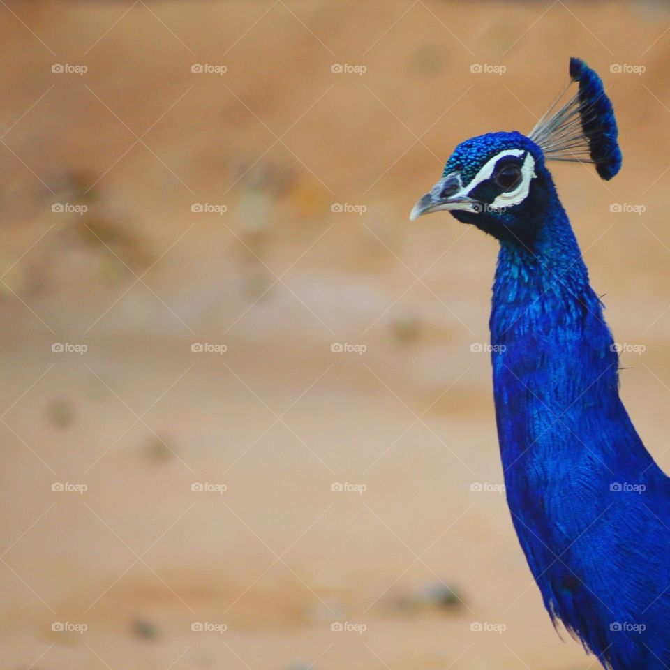 A peacock in India.