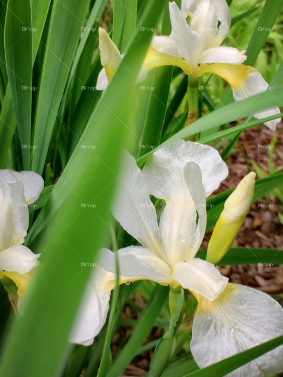 White Iris Blooming