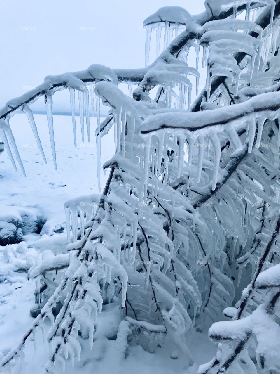 Tree branches covered in ice 