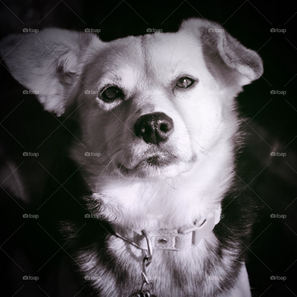 A relaxed pup sits by a window, soaking up the sun’s warmth. Black and white photo with hint of lavender 