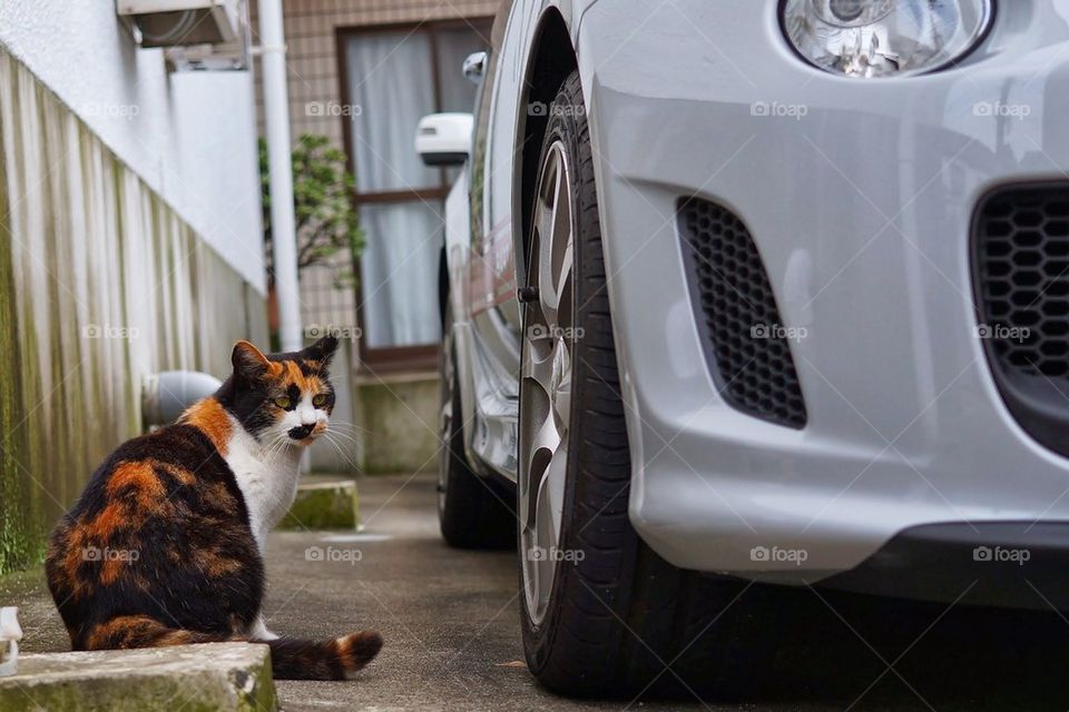 cat and car