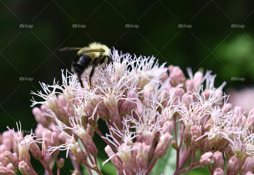 Bumble bee gathering pollen on a milk weed flower