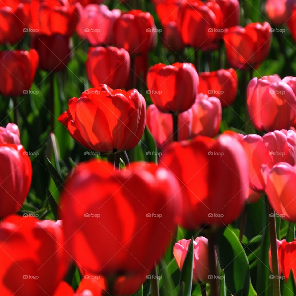 Red Tulips, Peddler's Village, PA