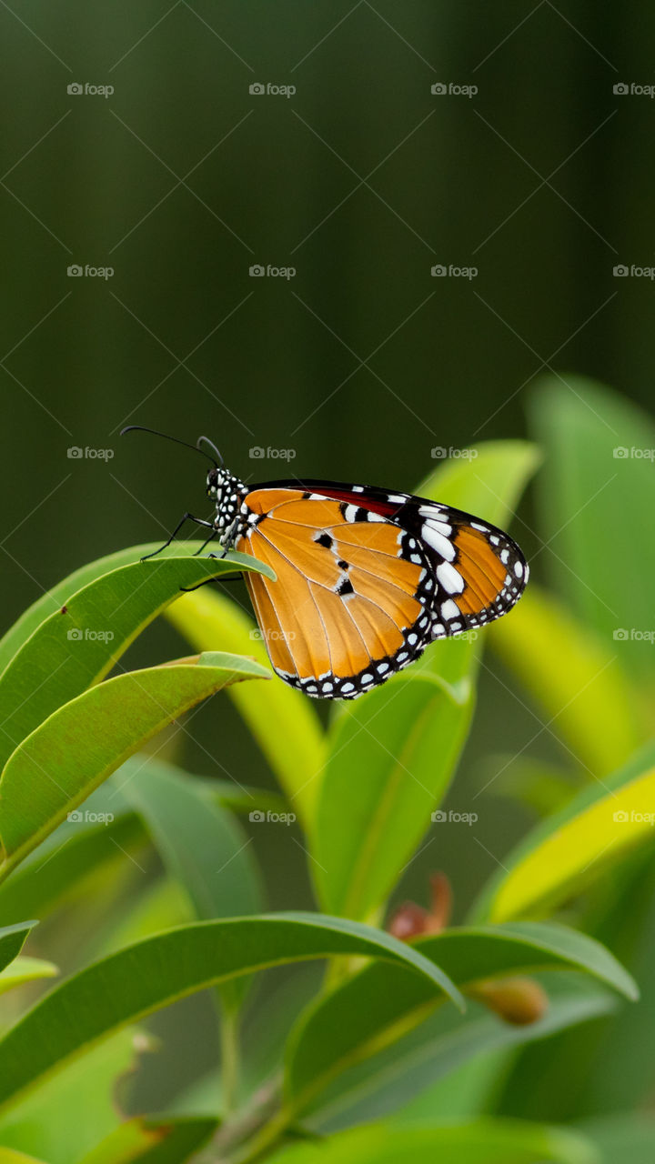 Beautiful Butterfly