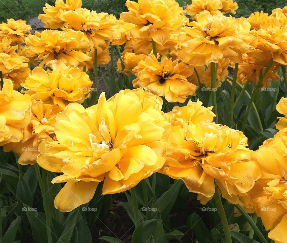 This unusual kind of tulips will not leave indifferent neither children, not adults. They give a good sunny mood. I like to visit gardens and parks with beautiful plants that fill me with lightness and vivacity.